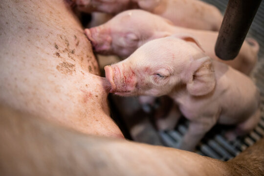 Close up view of newborn piglet sucking mother's nipple in pigpen.