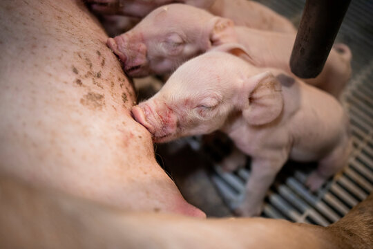 Close up view of hungry newborn pig sucking mother's nipple in pigpen.