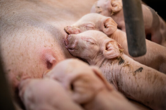 Close up view of hungry newborn pig sucking mother's nipple in pigpen.