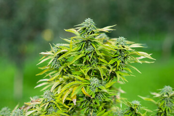 outdoors marijuana plant