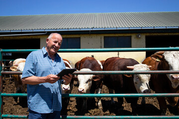 Farmer with group of strong muscular bulls domestic animals for meat production at organic farm.