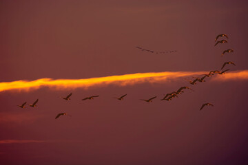 key of wild geese departing south at sunset