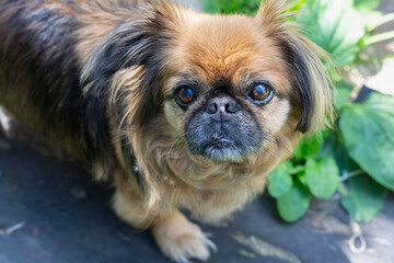 Portrait of an elderly Pekingese with a wise look