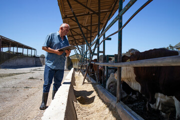 Cattleman controlling group of strong muscular bulls domestic animals for meat production at...