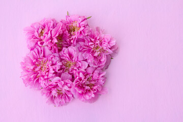 Original floral flat lay composition of bright pink rose flowers on pastel pink background with copy space. Top view.