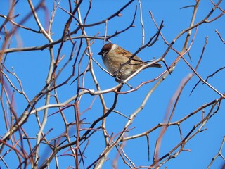 Small bird on the tree. A sparrow sits on a branch. - 439300605