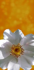 at the bottom of the canvas, a white flower with an orange center on an orange blurred background