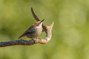 Brown-headed Nuthatch