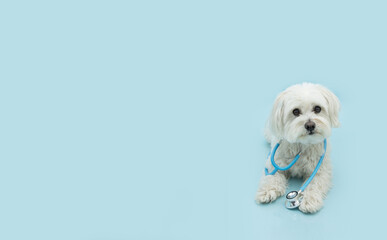 Banner maltese dog wearing a stethoscope and looking at camera. Isolated on blue background