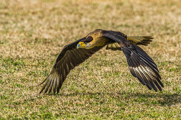 Crested Caracara