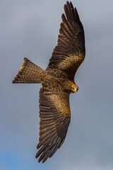 Yellow Billed Kite (Milvus migrans parasitus)