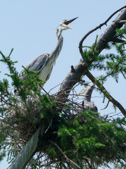巣の中で鳴き声をあげるアオサギ（Ardea cinerea）