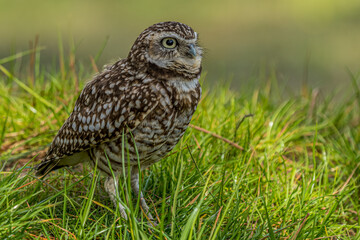 Burrowing owl