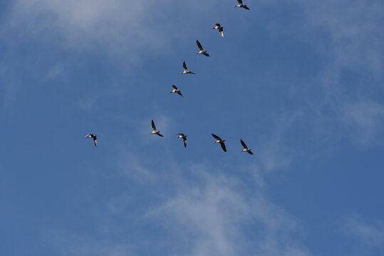 Key Of Wild Geese Flying South