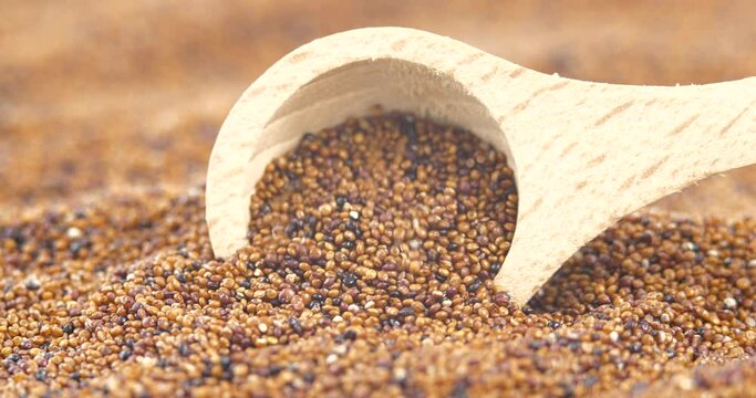 Brown Raw Canihua in Wooden Spoon Close Up, South American Grain. Healthy and Gluten Free Food Concept Background. Organic Superfood Chenopodium Pallidicaule as Goosefoot Quinoa