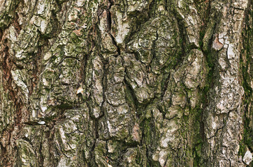 textured surface of tree bark with moss