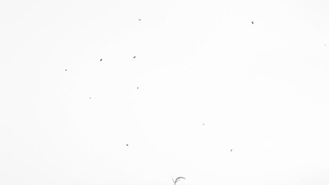 Flickering film strip with dust and scratches for compositing. Old film grunge on white background. Original Film Stock Scans for VFX Overlay.