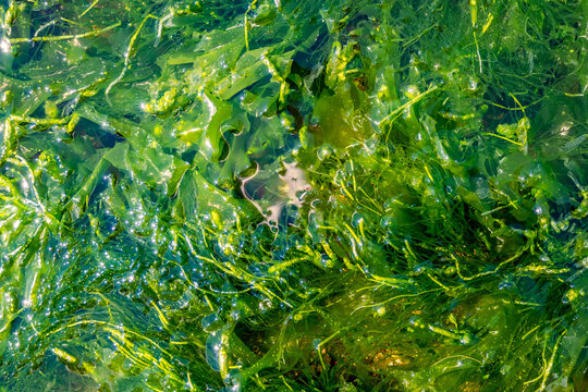 Sea Lettuce Seaweed