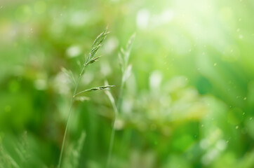 green spikelet on a blurred background with particles