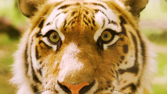 Close up eyes endangered tiger female tigers cat animal lioness lion adult predator head dangerous cute Panthera pantern Siberian adorable cub white tiger looking eye contact food ears immersive look