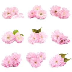 Set with beautiful sakura tree flowers on white background