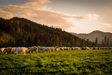 Tatra Mountains and glades with grazing sheep