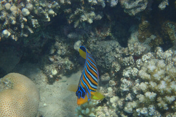 Fototapeta na wymiar Regal angelfish (Pygoplites diacanthus) in the coral reef