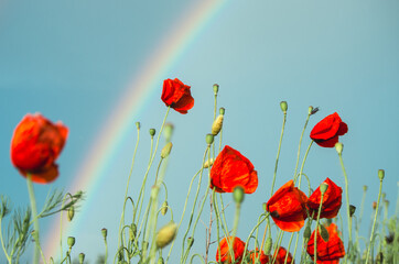 Obraz premium Low angle field of red poppies and blue sky during summer shower with partial rainbow int he background