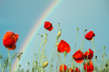 Low angle field of red poppies and blue sky during summer shower with partial rainbow int he background
