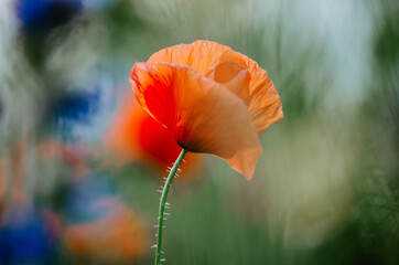 Close up of red poppy flower with green and blue bokeh background