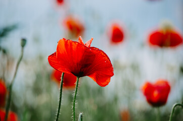 Obraz na płótnie Canvas Close up of red poppy in the field of poppies 