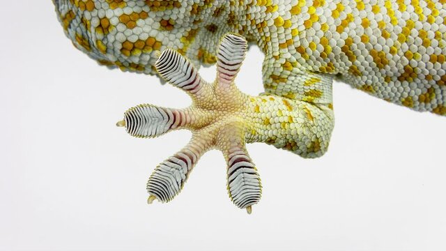 An extreme close up of gecko feet revealing the suction pads.