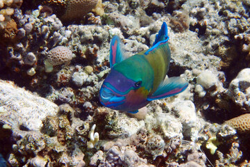 Fototapeta na wymiar parrot fish from the egypt