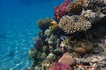 Fotobehang coral reef in Egypt, Makadi Bay © jonnysek