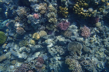 Plakat coral reef in Egypt, Makadi Bay