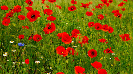 Obraz premium Poppy flowers Poppies field meadow in summer in Belarus