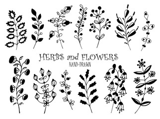 Hand-drawn floral elements, herbs and branches, a set of doodle plants, simply drawn herbs and flowers, a collection of botanical doodles   