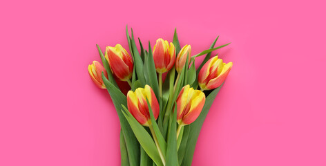 Banner with red-yellow tulips in center on pink background. Springtime concept. March 8 Women's Day. Mother's Day. Grandma Day. Happy Birthday. Easter.  Spring sales. Place for text.