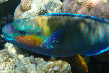Obraz na płótnie Canvas parrot fish from the egypt