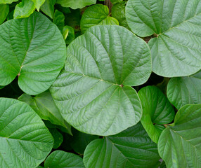 group of plants, natural green leaves