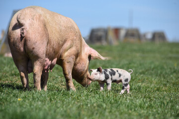 Porc fermiers cochon elevage plein air Ardenne Belgique Wallonie viande porcelet