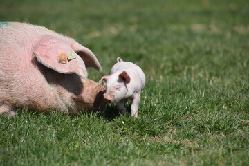 Porc fermiers cochon elevage plein air Ardenne Belgique Wallonie viande porcelet