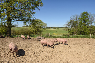 Porc fermiers cochon elevage plein air Ardenne Belgique Wallonie viande porcelet