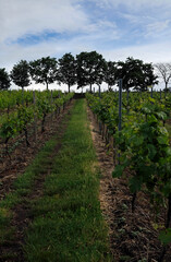 Vineyard near Wachenheim in the Palatinate area in Germany