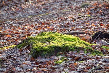 autumn leaves on the ground