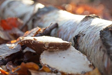 autumn leaves on the ground
