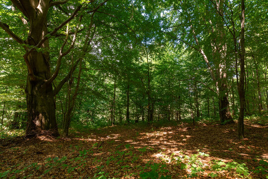 deciduous beech forest in summer. beautiful nature background on a sunny day. scenery with tall trees in green foliage