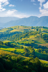 Fototapeta premium mountainous countryside landscape. hill with trees on rural fields rolling in to the distant ridge beneath a bright sky with clouds. wonderful summer scenery in morning light