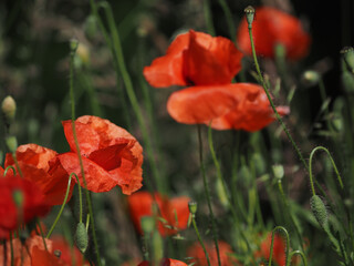 Close up of a field of poppies