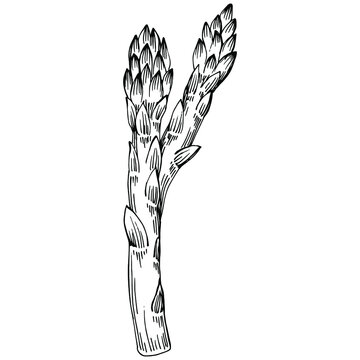 Asparagus isolated hand drawn illustration. Food vegetable engraved style object. Great for menu, label, icon, cover, social post.